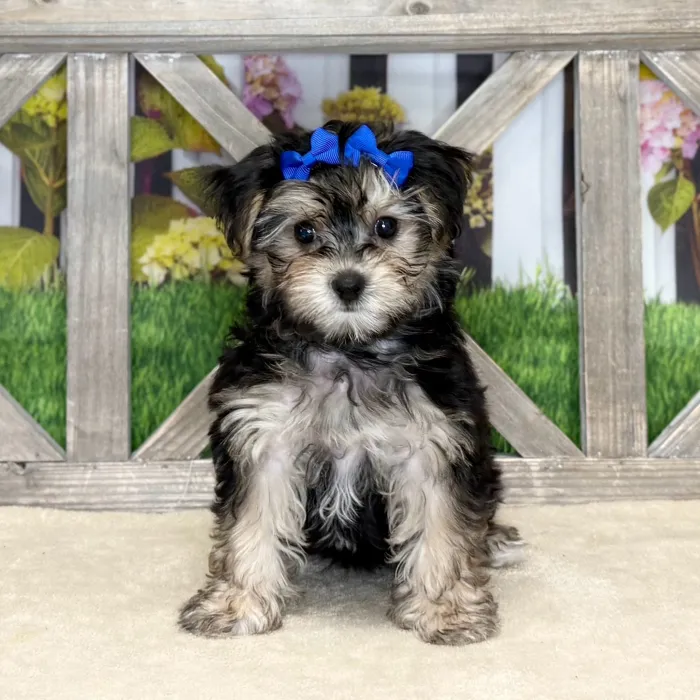 Female Morkie puppy named Dylan for sale at Petland North Kansas.