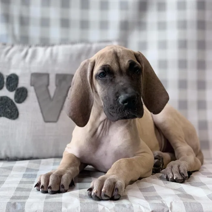 Female Great Dane Puppy for sale