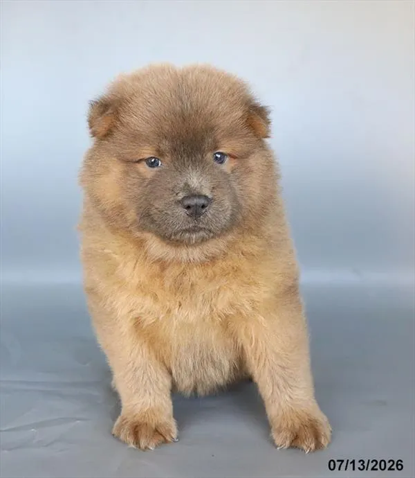Female Chow Chow puppy for sale at Petland Blue Springs.