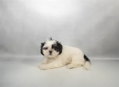 Female Shih Tzu puppy named Shelly for sale at Petland North Kansas.