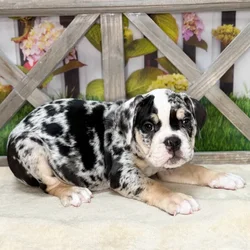 Male Victorian Bulldog puppy named Oreo for sale at Petland Blue Springs.