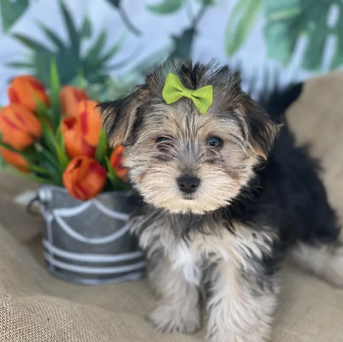Female Morkie Puppy for sale