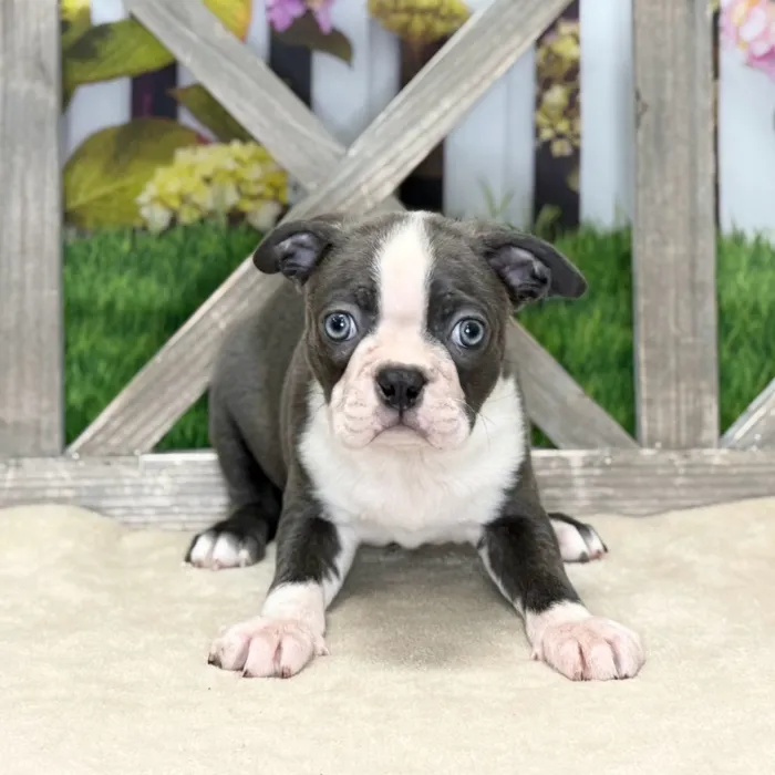 Male Boston Terrier puppy named Cameron for sale at Petland North Kansas.