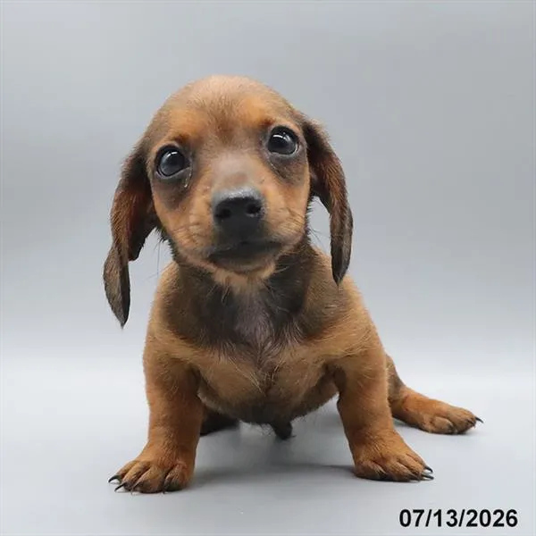Male Dachshund puppy for sale at Petland Blue Springs.