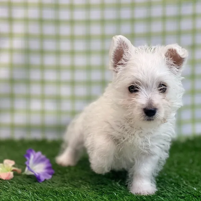 Female West Highland White Terrier Puppy for sale