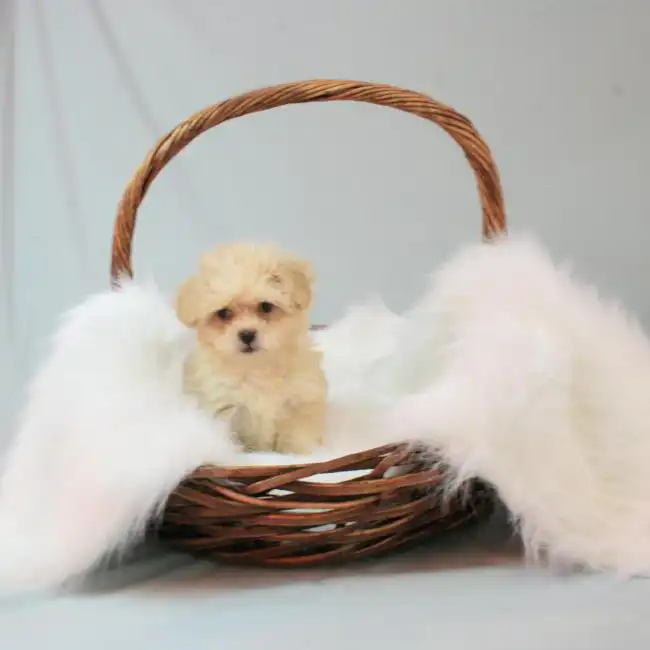 Female Peke-a-poo Puppy for sale