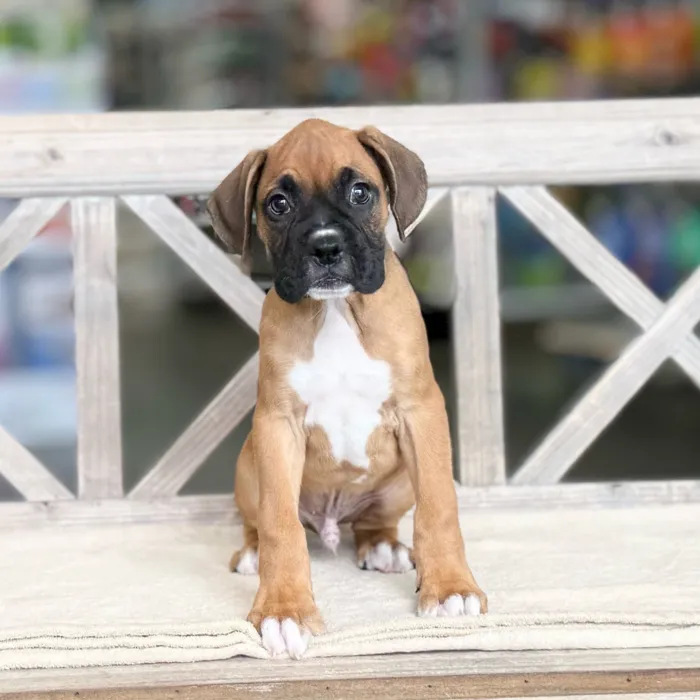 Male Boxer puppy named Conrad for sale at Petland North Kansas.
