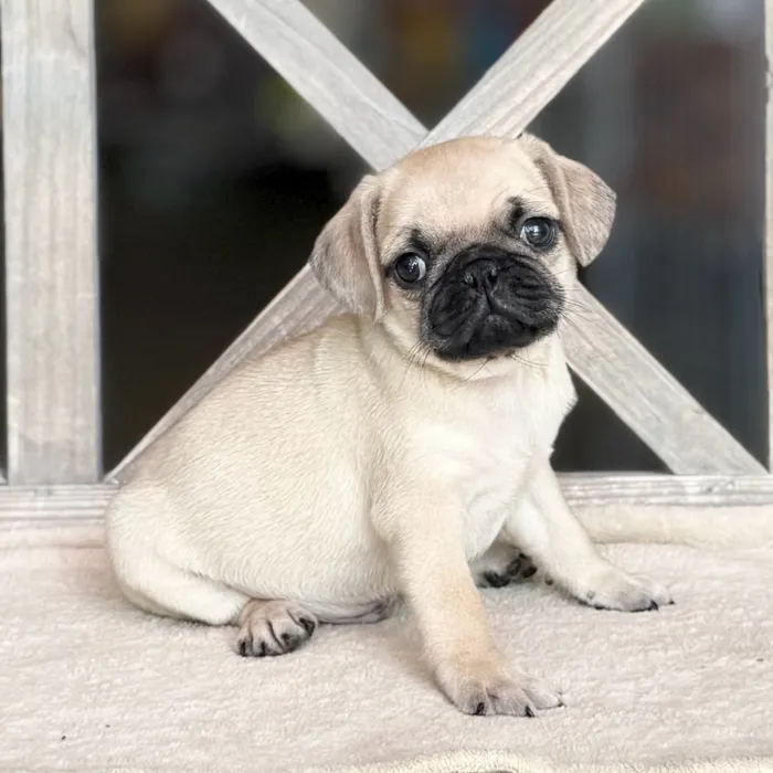 Male Pug puppy for sale at Petland Blue Springs.