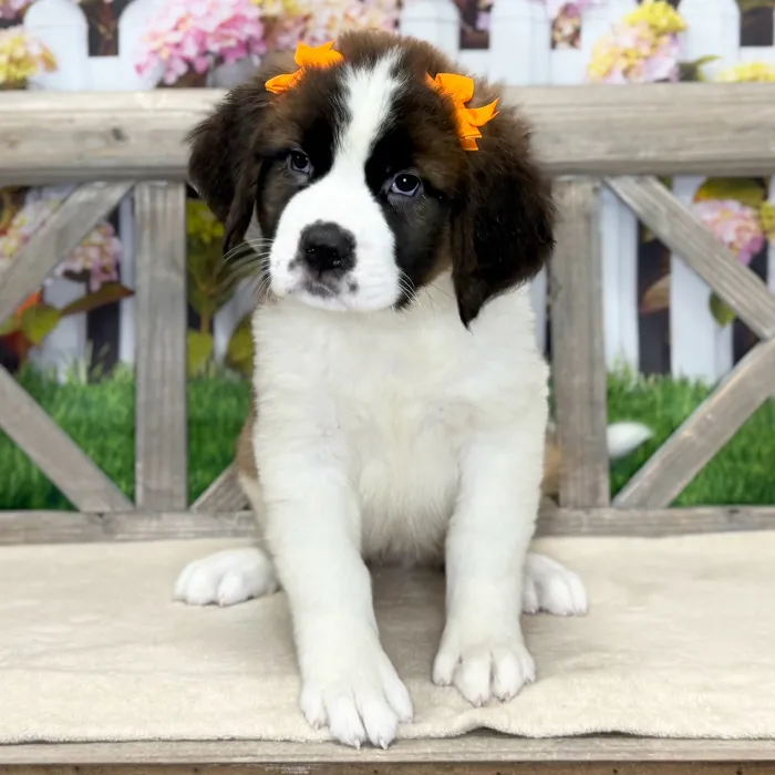 Female Saint Bernard puppy named Missy for sale at Petland North Kansas.