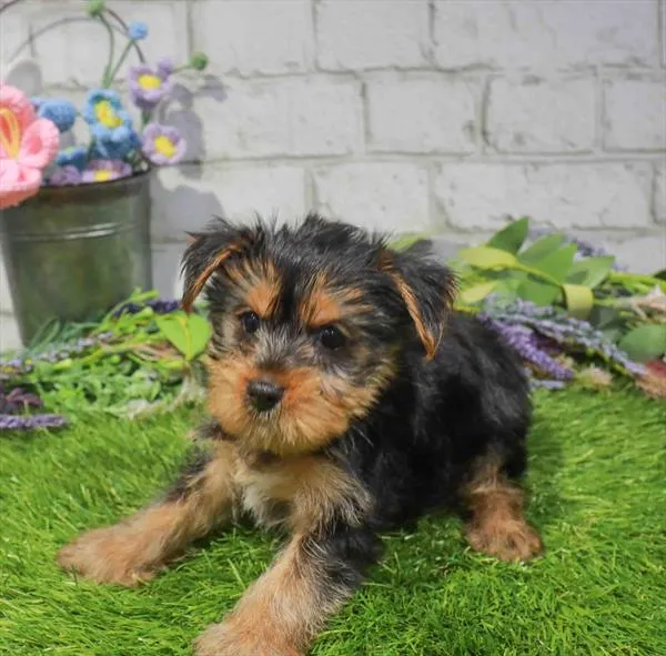 Female Yorkie puppy for sale at Petland Blue Springs.