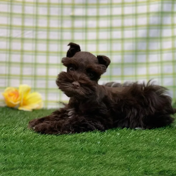Male Mini Schnauzer Puppy for sale