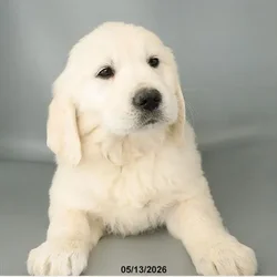 Female Golden Retriever puppy named Lulu for sale at Petland Blue Springs.