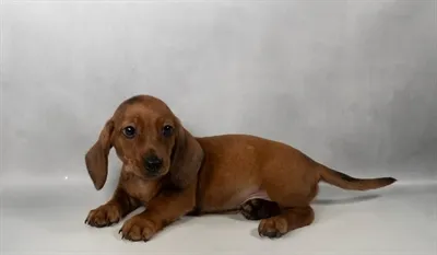 Male Dachshund puppy for sale at Petland North Kansas.