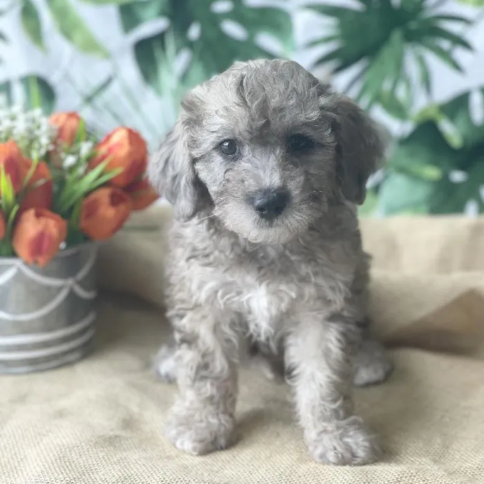 Male Bichon-Poodle Puppy for sale