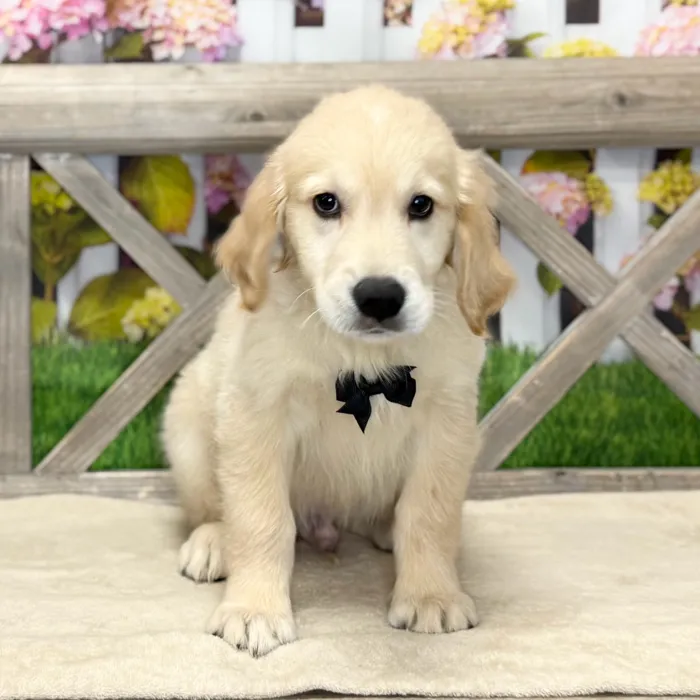 Male Golden Retriever puppy named Stitch for sale at Petland North Kansas.