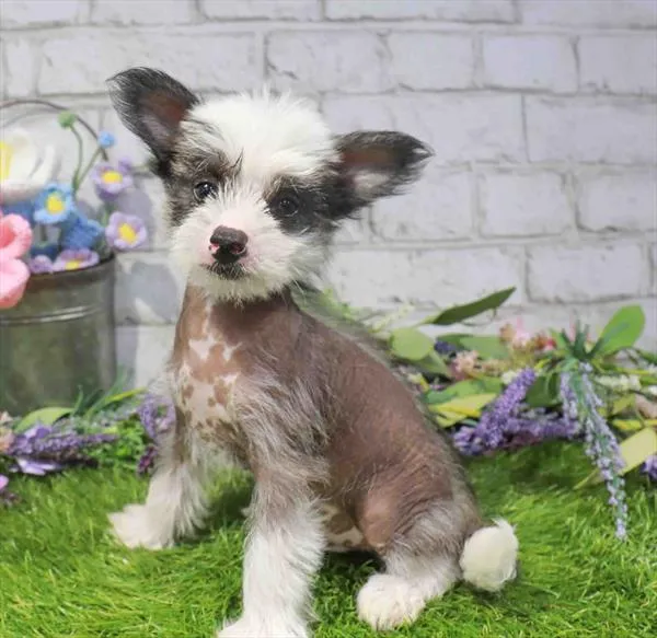 Male Chinese Crested puppy for sale at Petland Blue Springs.