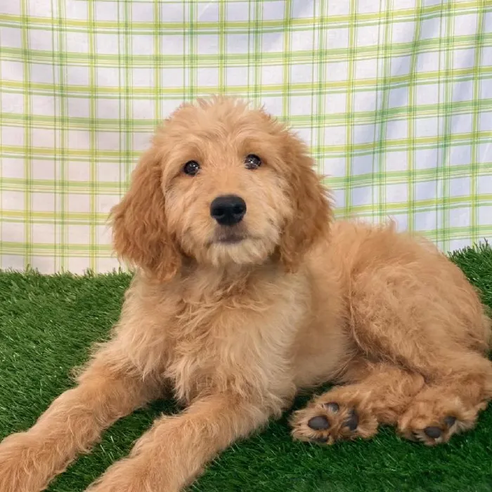 Male Goldendoodle Puppy for sale