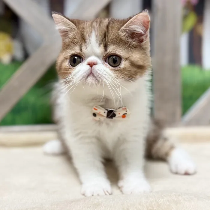 Male Exotic kitten for sale at Petland North Kansas.