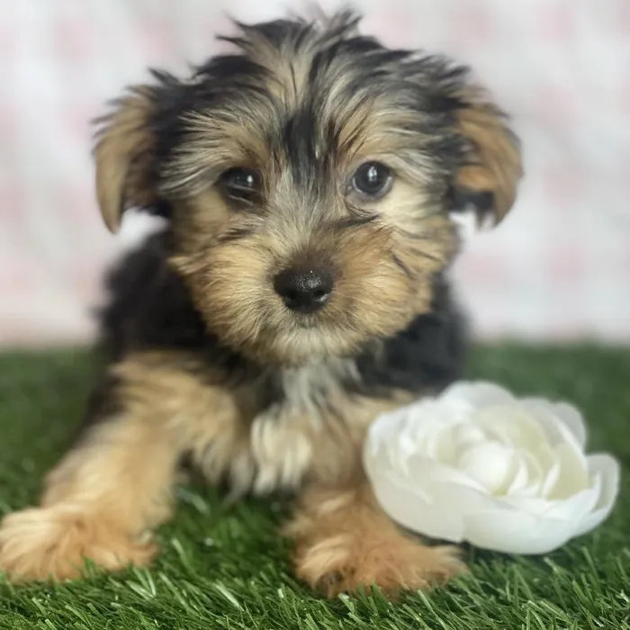 Male Yorkshire Terrier Puppy for sale