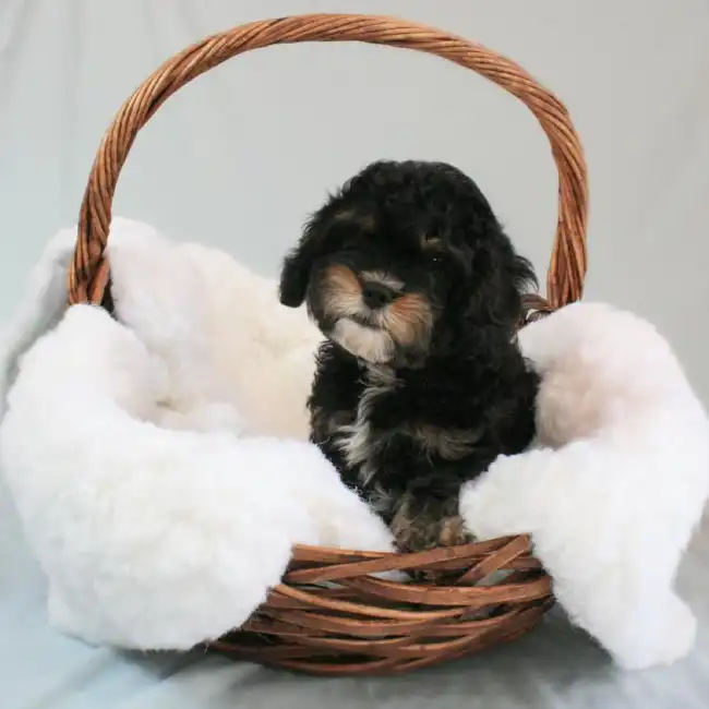 Male Cavapoo Puppy for sale