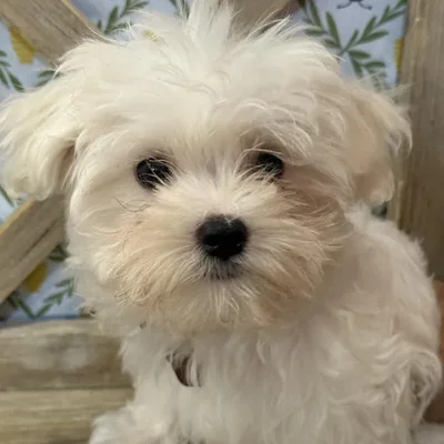 Male Maltese Puppy for Sale in Kansas City, MO