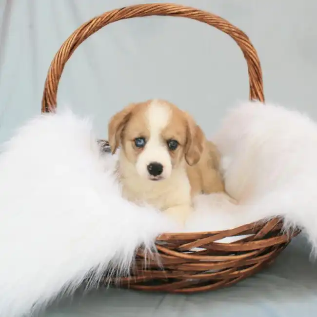 Male Auggie Puppy for sale
