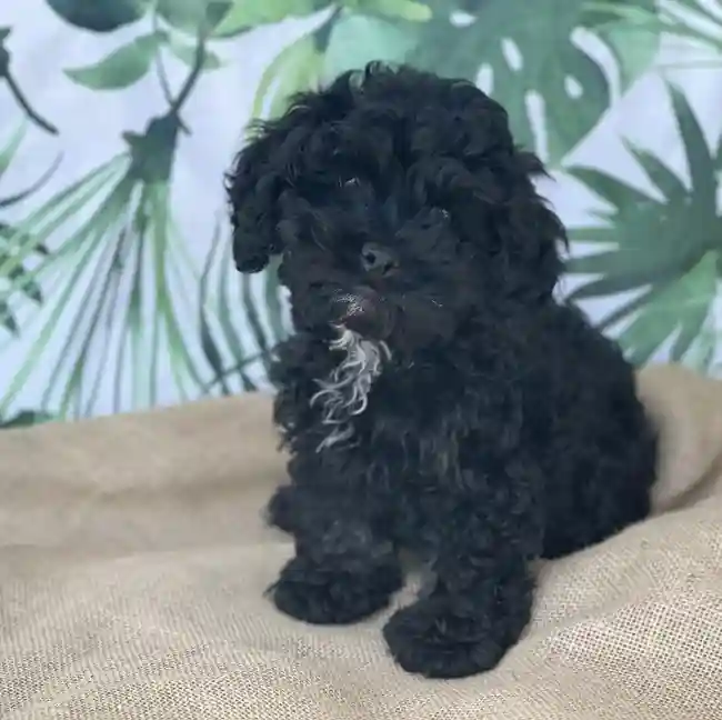 Male Cockapoo Puppy for sale