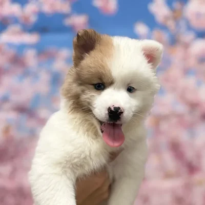 Female Pomsky puppy named Luna for sale at Petland North Kansas.