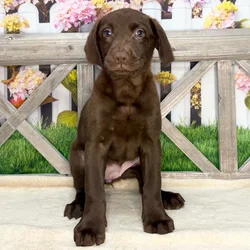 Female Labrador Retriever puppy named Dolly for sale at Petland Blue Springs.