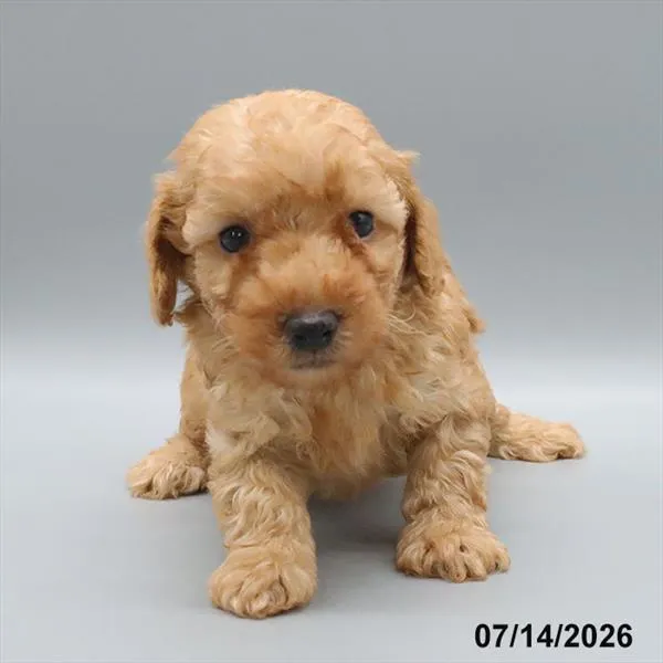 Male Poodle puppy for sale at Petland Blue Springs.