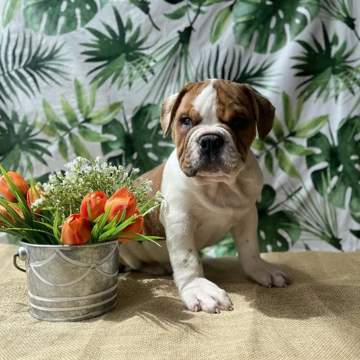Male Old English Bulldog Puppy for sale
