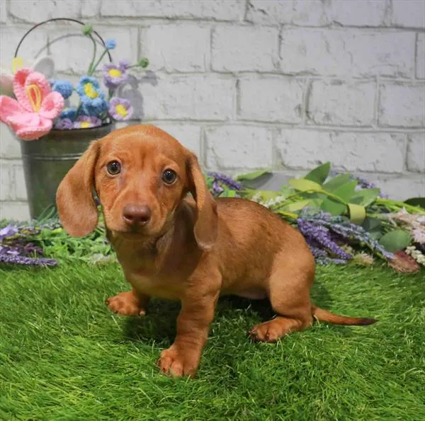 Female Dachshund puppy for sale at Petland Blue Springs.