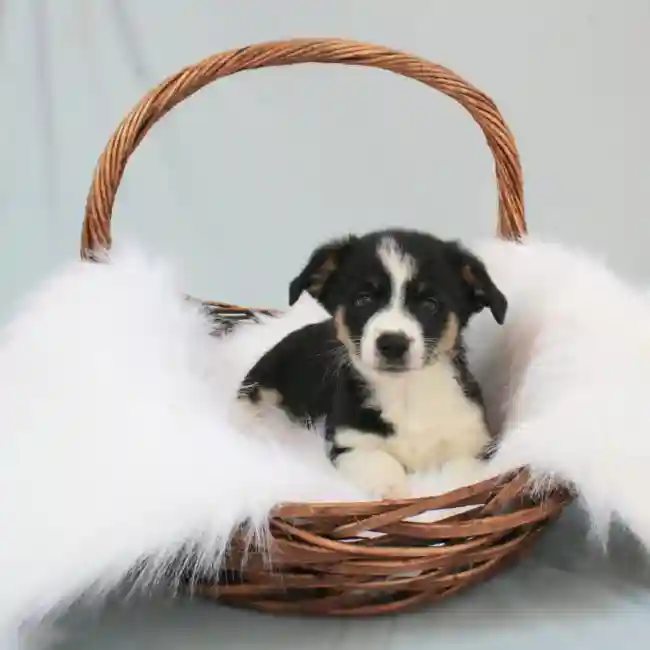 Male Auggie Puppy for sale