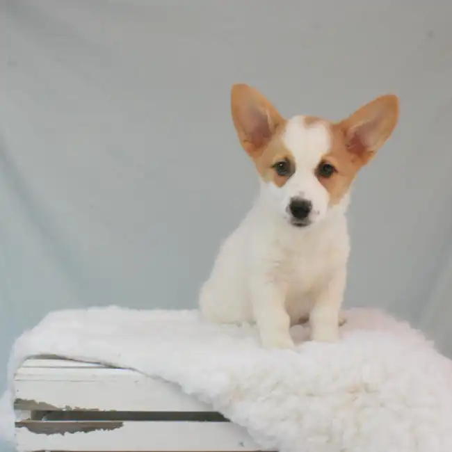 Male Cowboy Corgi Puppy for sale