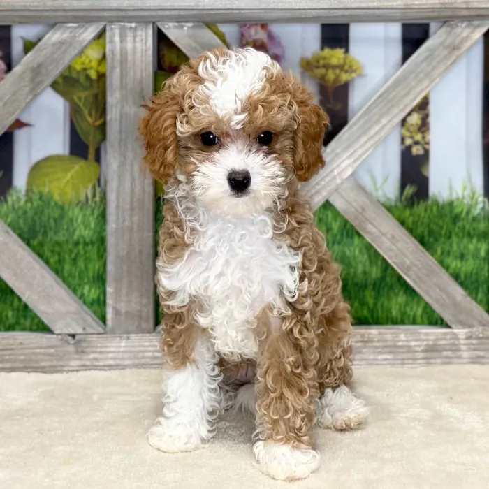 Male Cavapoo puppy named Stefan for sale at Petland North Kansas.