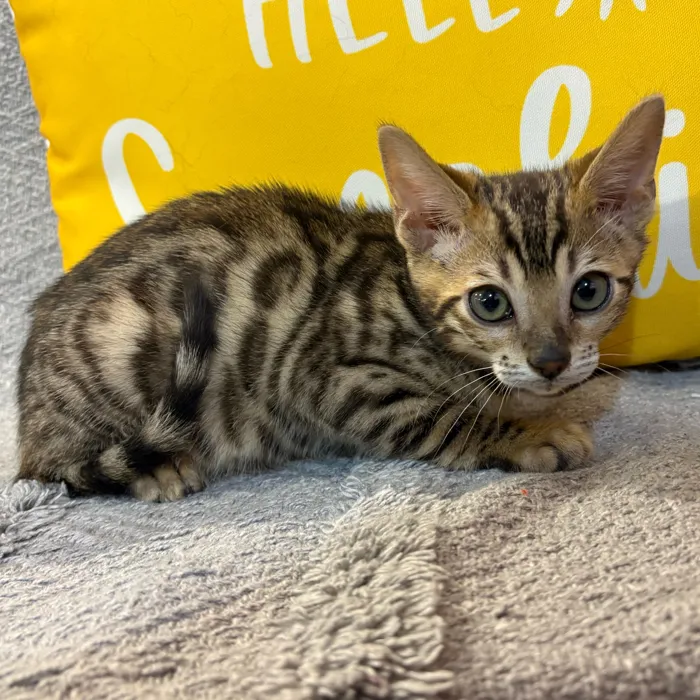 Male Bengal kitten named Tucker for sale at Petland North Kansas.