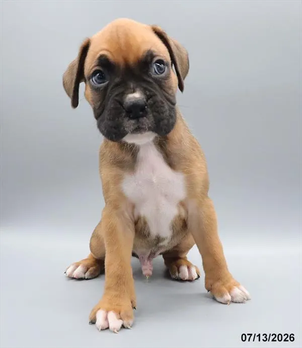 Male Boxer puppy for sale at Petland Blue Springs.
