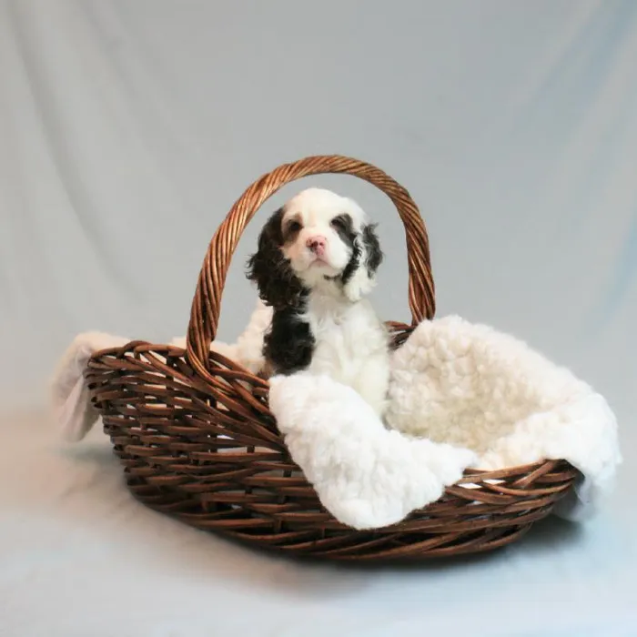 Male Cocker Spaniel Puppy for sale