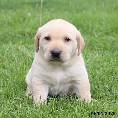 Male Labrador Retriever puppy for sale at Petland North Kansas.