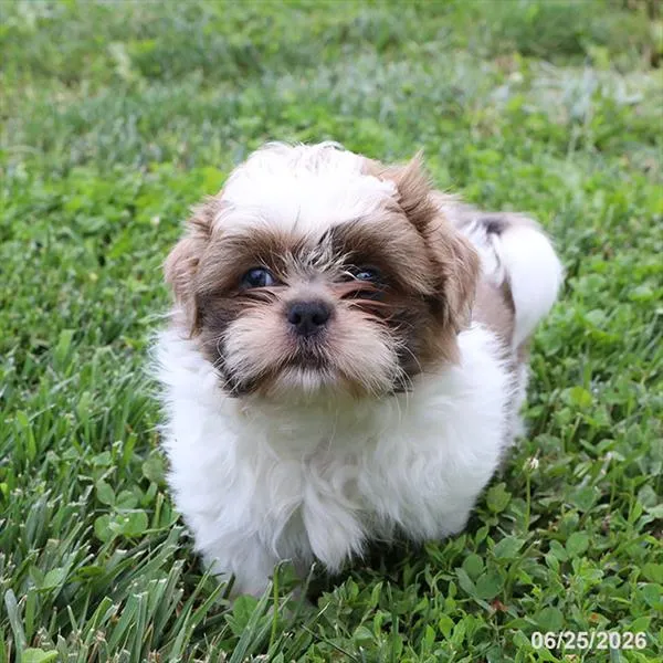 Male Shih Tzu puppy for sale at Petland Blue Springs.