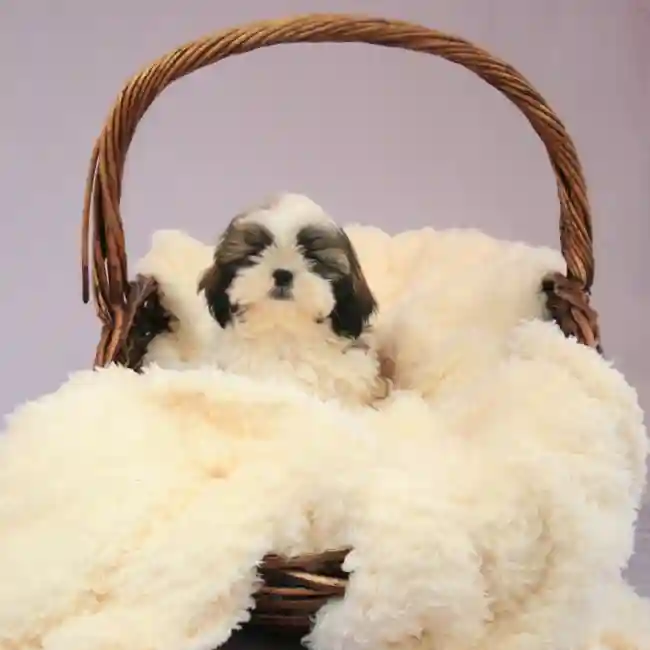 Male Shih Tzu Puppy for sale