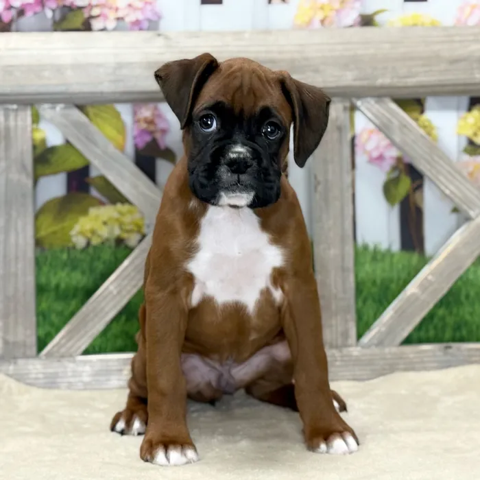 Male Boxer puppy named Zach for sale at Petland North Kansas.