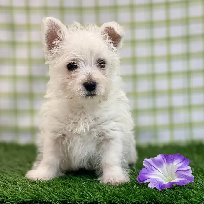 Female West Highland White Terrier Puppy for sale