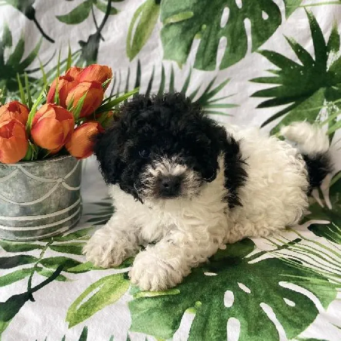 Male Bichon-Poodle Puppy for sale