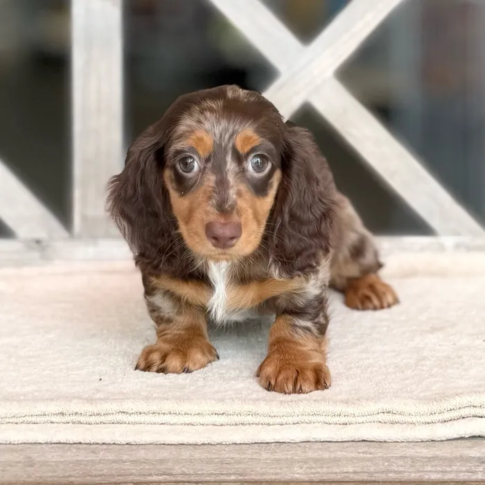 Male Dachshund puppy for sale at Petland Blue Springs.