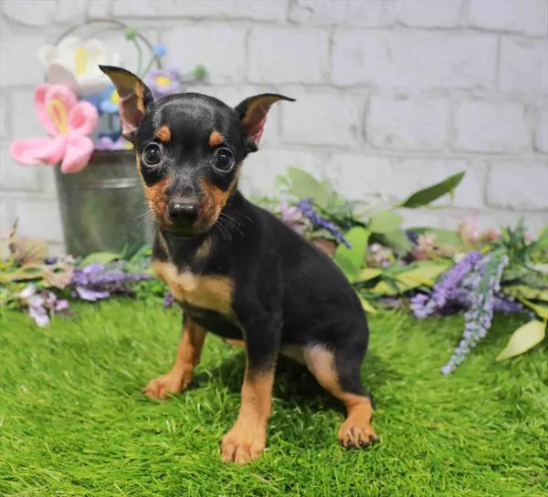 Female Min Pin puppy for sale at Petland Blue Springs.