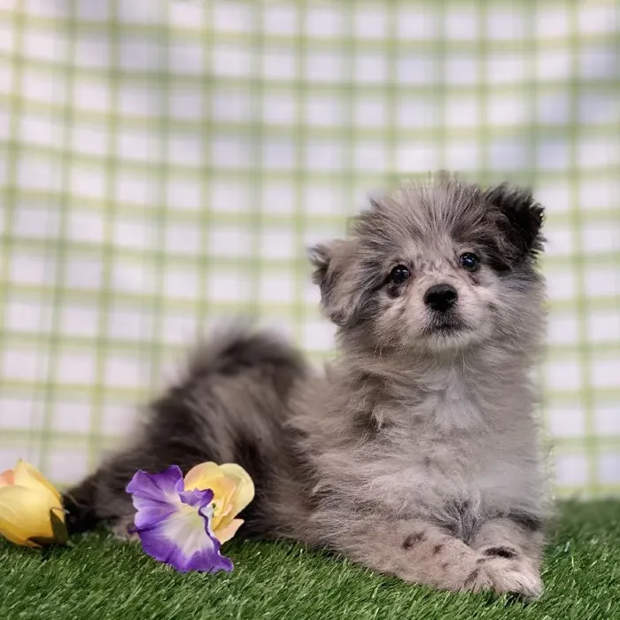 Male Pom-A-Poo Puppy for sale