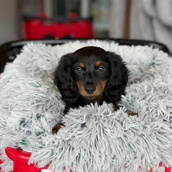 Male Dachshund puppy named Dash for sale at Petland North Kansas.