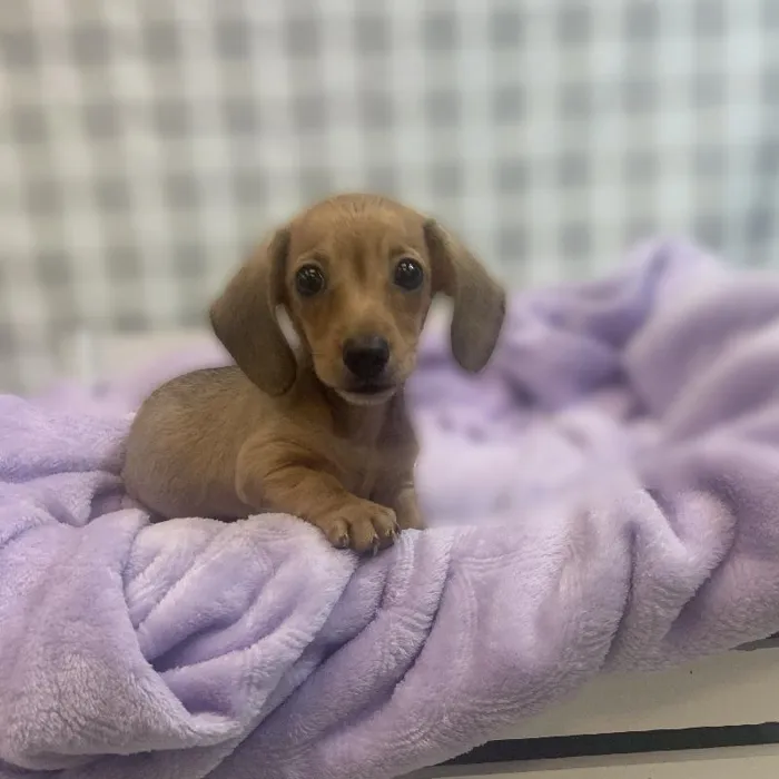 Female Dachshund Puppy for sale