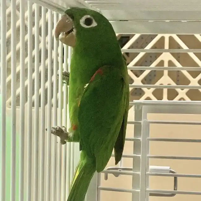 Unknown White Eye Conure Bird for sale